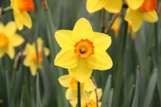Yellow-Daffodil-2009